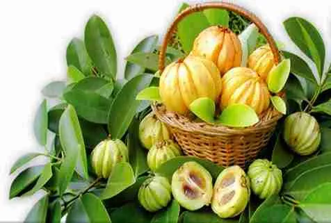 Garcinia Cambogia