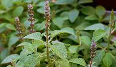 Coleus Forskohlii Extract