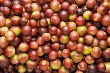 Camu Camu