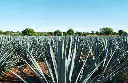 Agave tequila