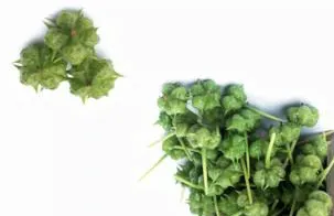 Tribulus