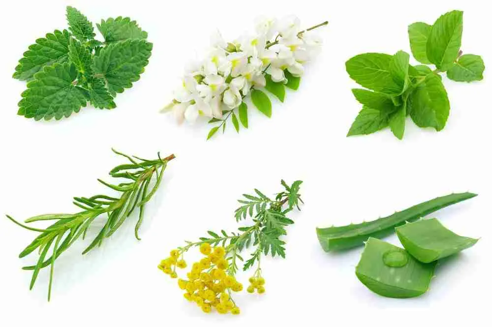 Herbals