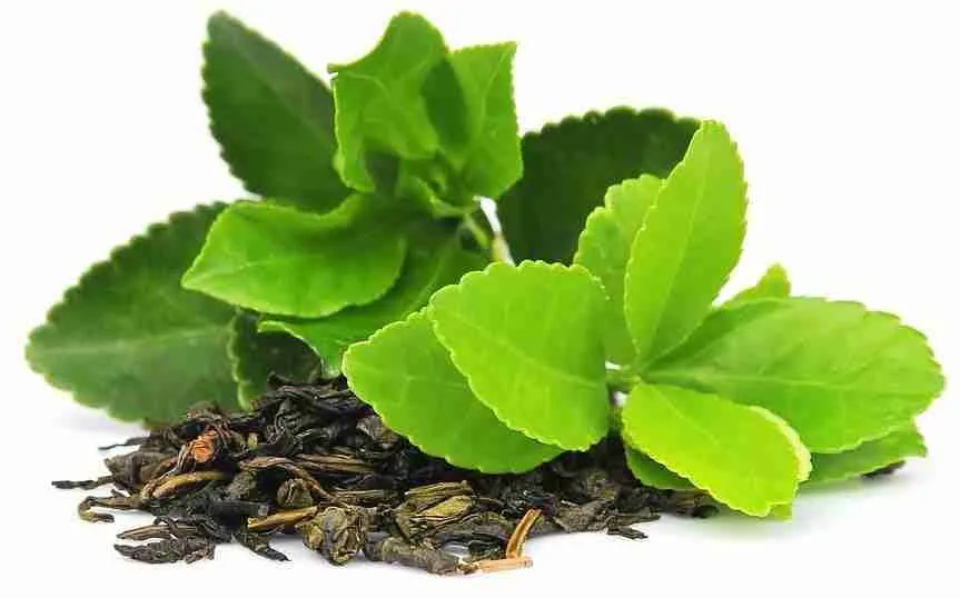 Green Tea Leaves