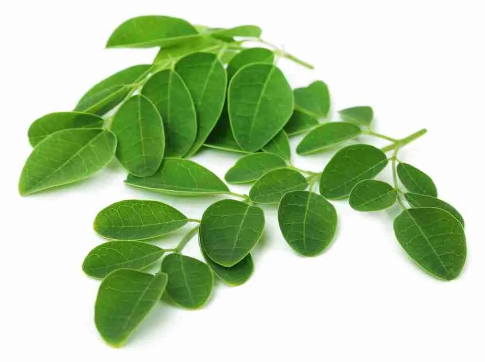 Moringa Leaf