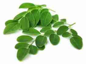 Moringa Leaf Powder ingredient