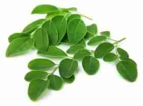 Your Source for Organic Moringa Leaf Powder
