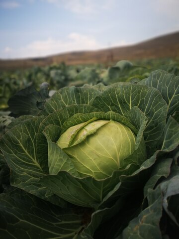 closeup-vertical-shot-cabbage-plant-field_181624-18514