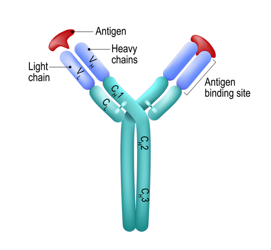 Immunoglobulins The Immune Warriors