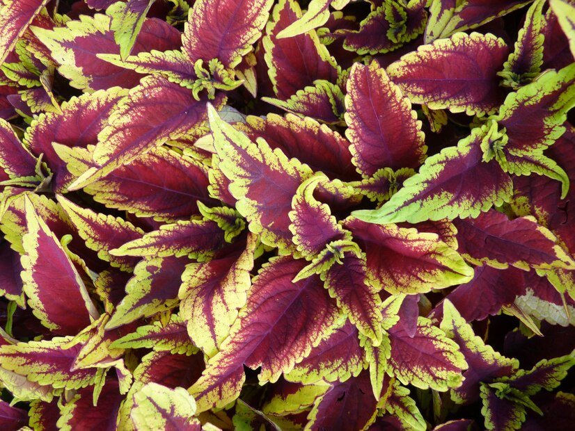 Coleus Forskohlii Extract