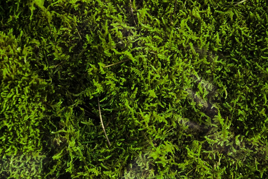 Organic Irish Moss