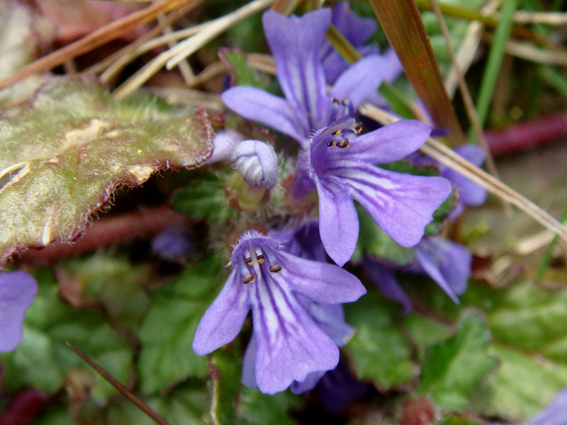 Ajuga Turkestanica